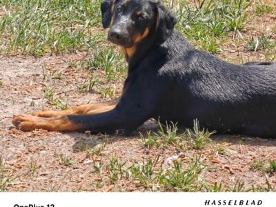 Cattle dog & Coon Hound mix