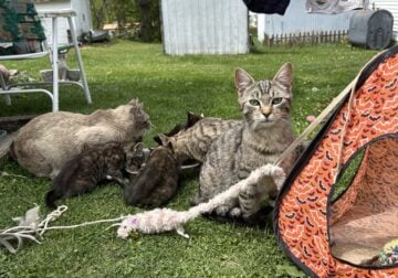 Family of Outdoor Cats&Kittens