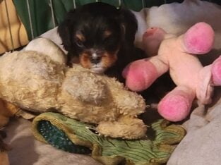 Akc Cavalier King Charles Spaniel