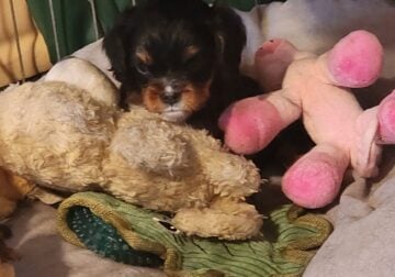 Akc Cavalier King Charles Spaniel