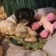 Akc Cavalier King Charles Spaniel