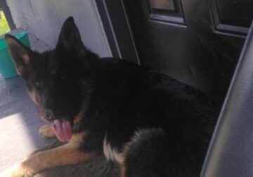 German shepherd