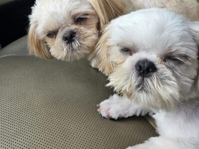 Purebred Shihtzhu Puppy for sale