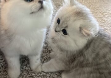 Kitten