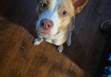 Stella