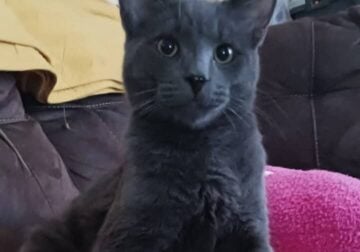 Grey kittys