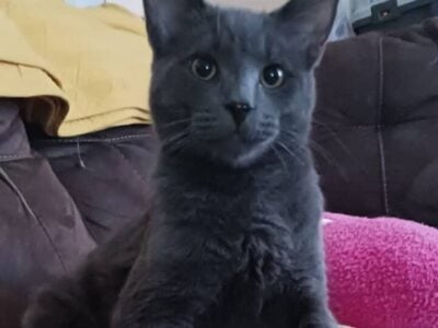 Grey kittys