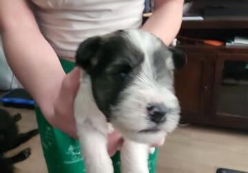 Miniature schnauzer