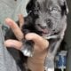 Australian Shepard #3