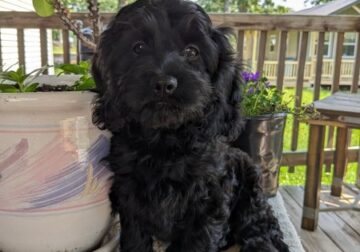 Smidge (female Cockapoo)