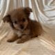 Morkie