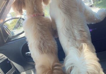 REHOMING SHIH TZU