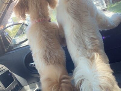 REHOMING SHIH TZU
