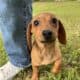 Dachshund Chihuahua mix 70/30