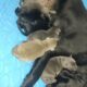 Charcoal lab Male and 2 black female puppies