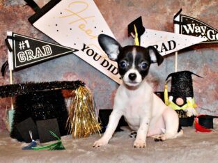 Fuzz – Small Sweet Apple Head Black Tri Baby