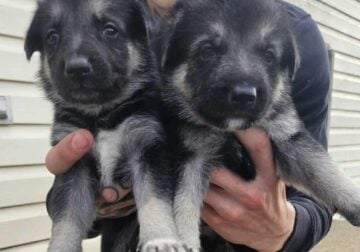 German shepherd puppies