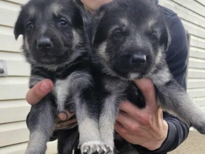 German shepherd puppies
