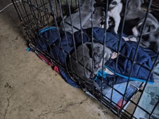 Blue pit puppies