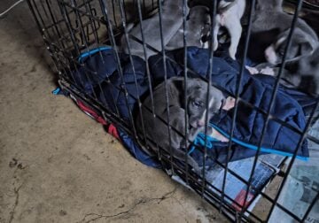 Blue pit puppies