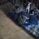 Blue pit puppies