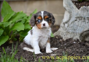 AKC Cavalier King Charles Spaniel Millersburg OH M