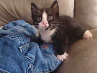 Free kittens