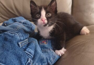 Free kittens