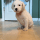 Retriever Mastiff/ Great Pyrenees puppies
