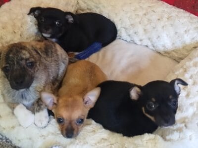 Pomchi’s