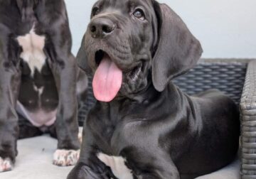 Great Dane puppy AKC