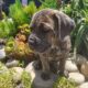 Cane Corso Puppy