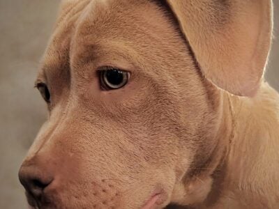 ✨RARE BEAUTIFUL SWEET BLUE FAWN PUPPY✨