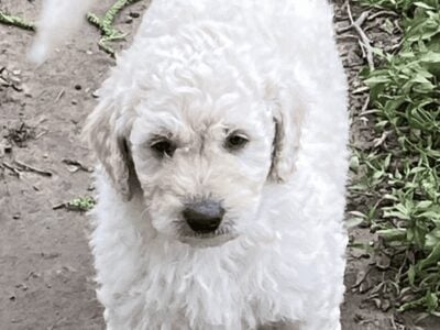 The sweetest Golden Doodles