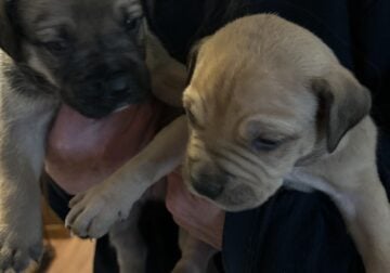 Cute puppies