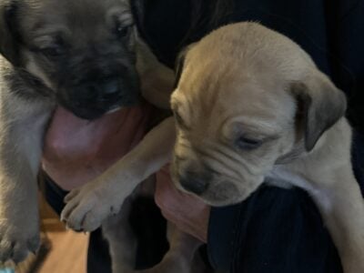 Cute puppies