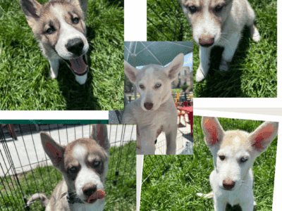 Pure bred Siberian husky