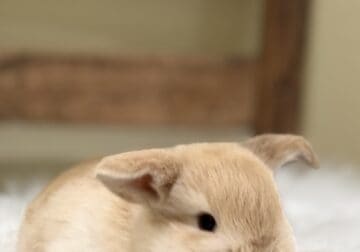 Pedigreed Holland Lops and Teddywidders