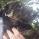 Border Collie Puppies