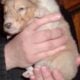 Registered “Lassie” Collie puppies Sable Tri Blue