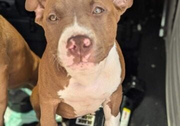 Pitbull Puppies