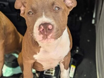 Pitbull Puppies