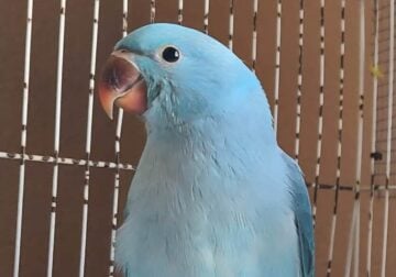 Hand fed baby indian ringneck