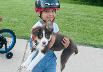 14 week Australian Shepard pure bred – blue eyes
