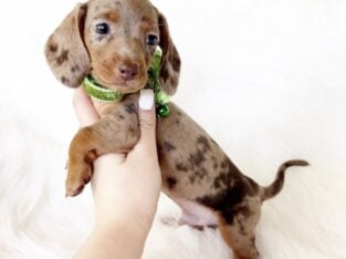 AKC MILO – MINI DACHSHUND