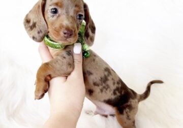AKC MILO – MINI DACHSHUND