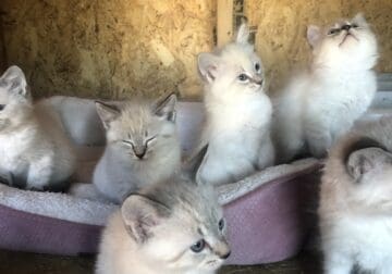 Kittens