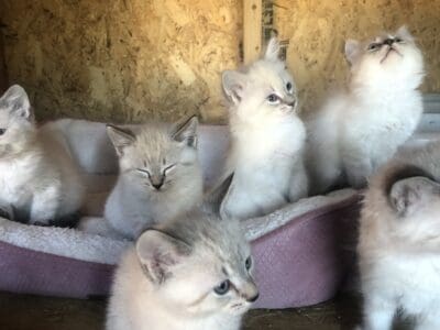 Kittens