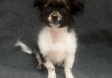 Cooper – Friendly ShiChi Male Puppy
