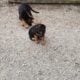 GERMAN SHEPHERDS
